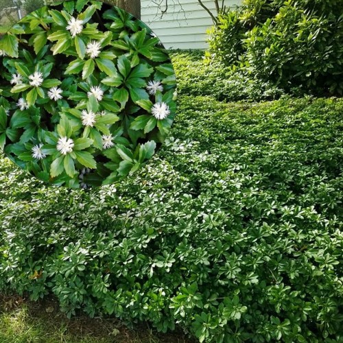 Pachysandra terminalis 'Green Carpet' - Tipmine puksrohi 'Green Carpet'